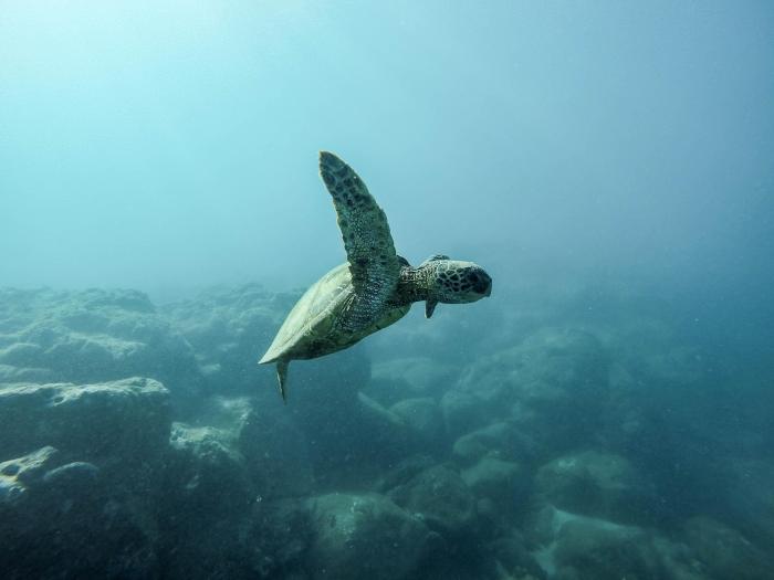 Galapagos islands solo travel