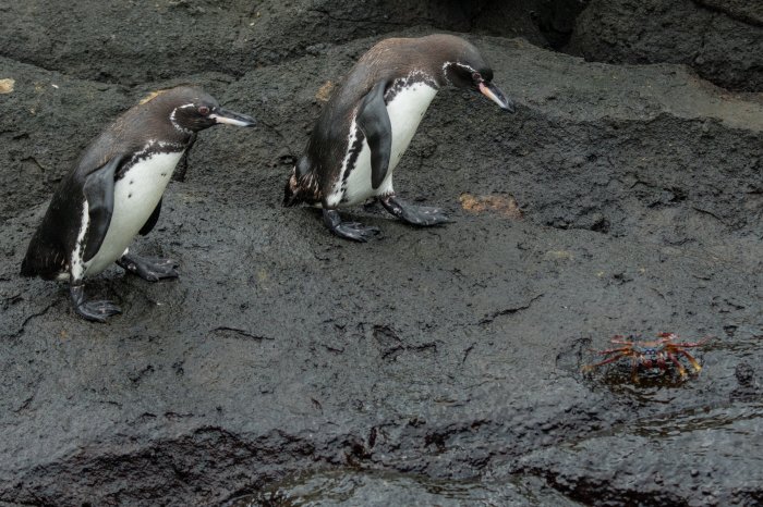 Best galapagos tours for families