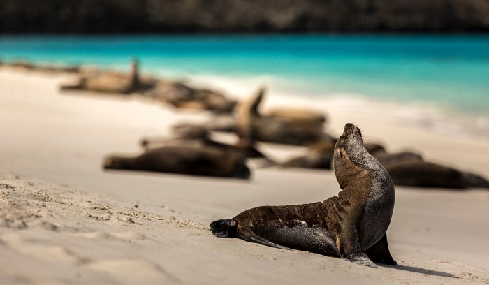 Galapagos