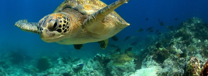 Best galapagos tours for families